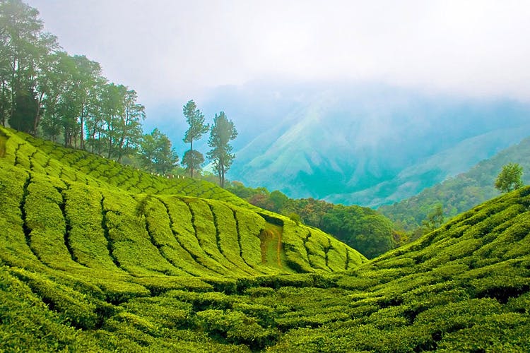 Highland,Plantation,Hill station,Nature,Vegetation,Tea plant,Natural landscape,Darjeeling tea,Terrace,Atmospheric phenomenon